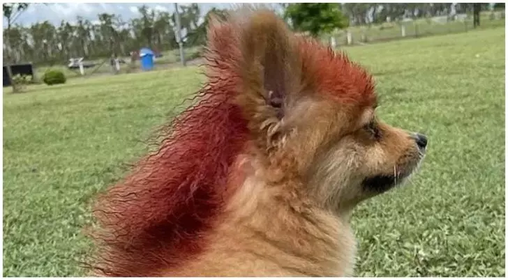 Dog mullet 1