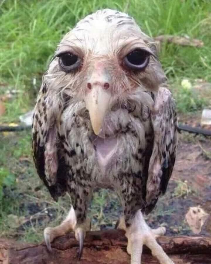 an owl after rain