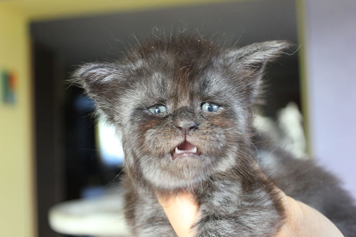 cat with human face