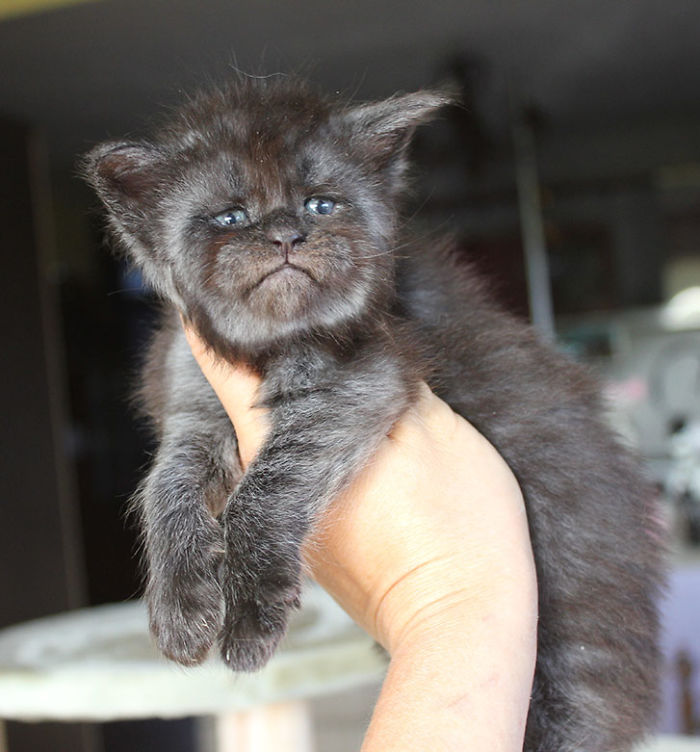 cat with human face