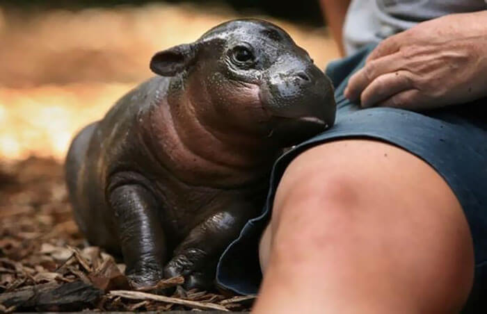 cute hippo