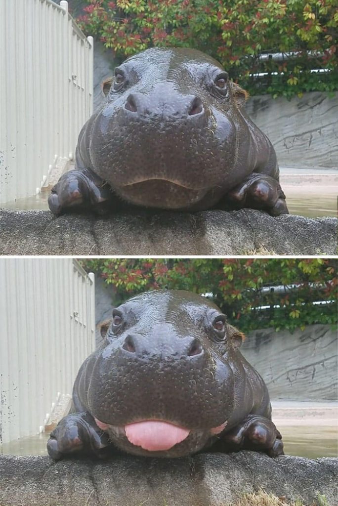 cute hippo