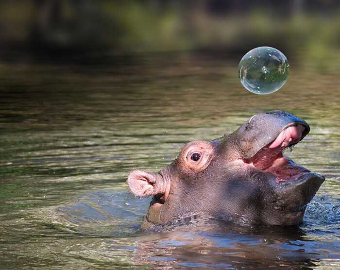 cute hippo