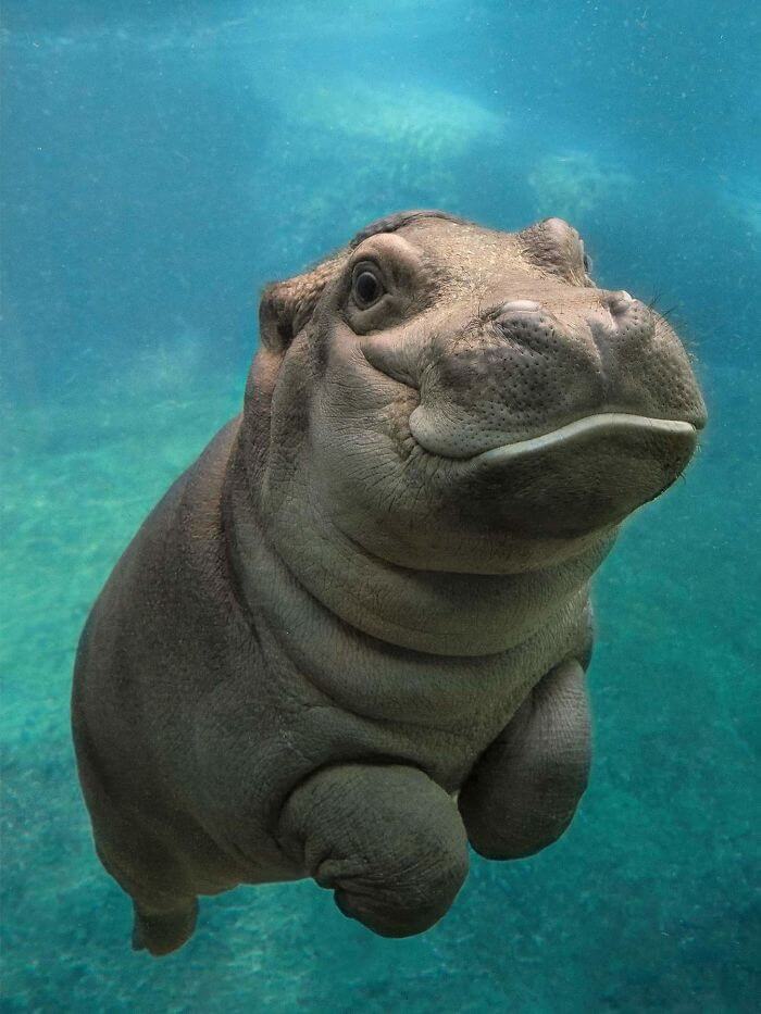 cute hippo