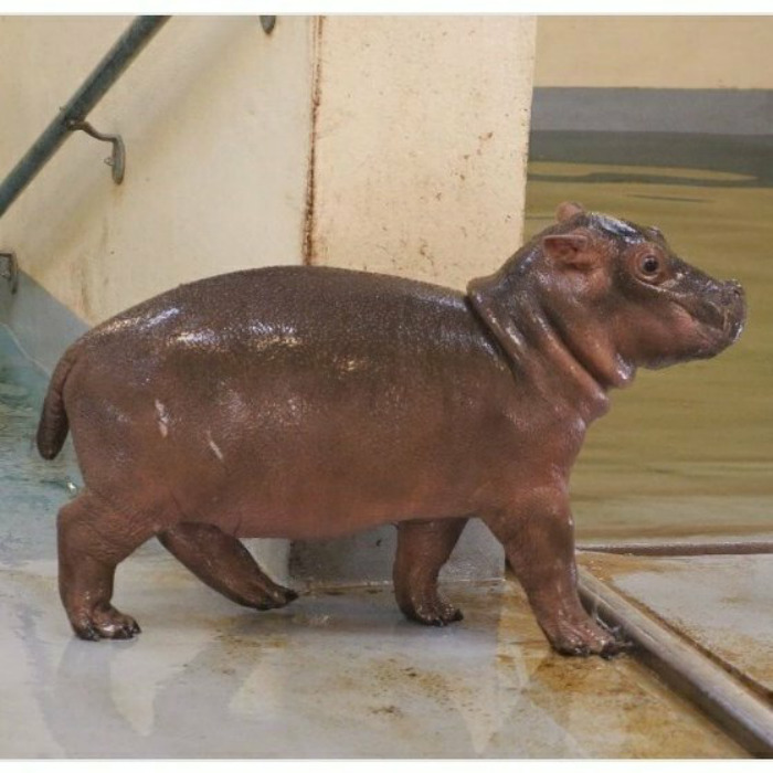 cute hippo