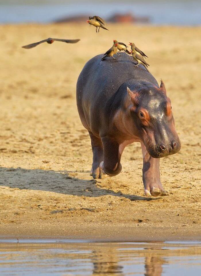 cute hippo