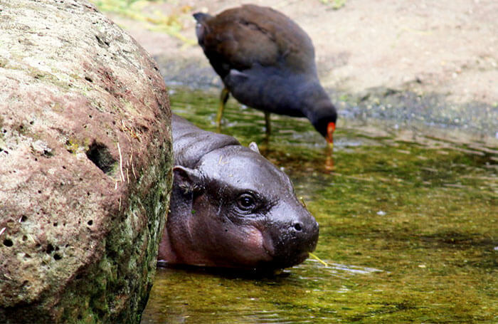 cute hippo