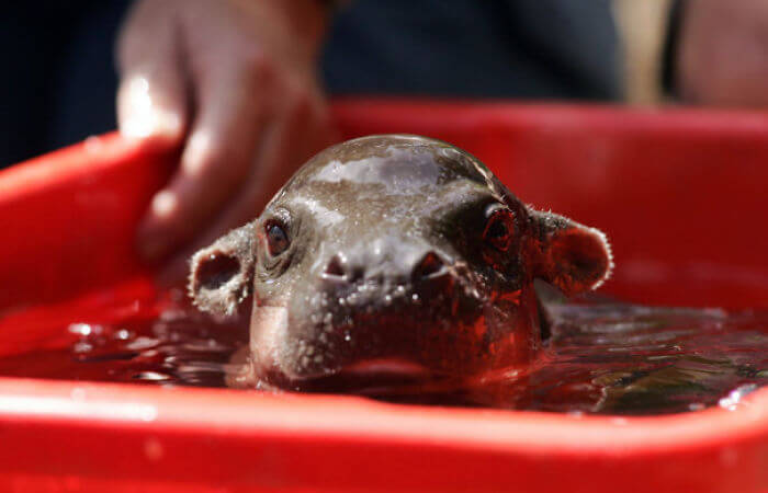 cute hippo