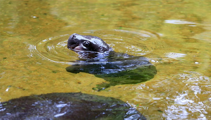 cute hippo