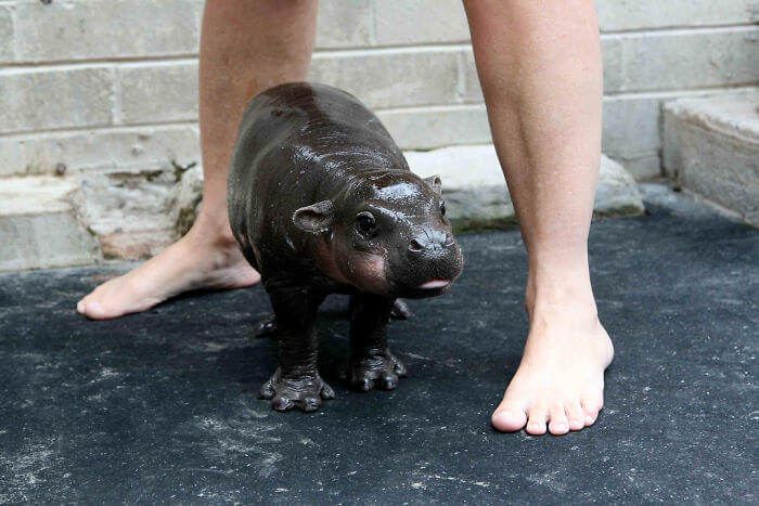 cute hippo