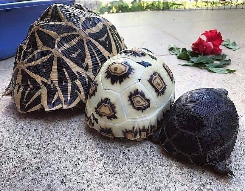 cute turtles 1