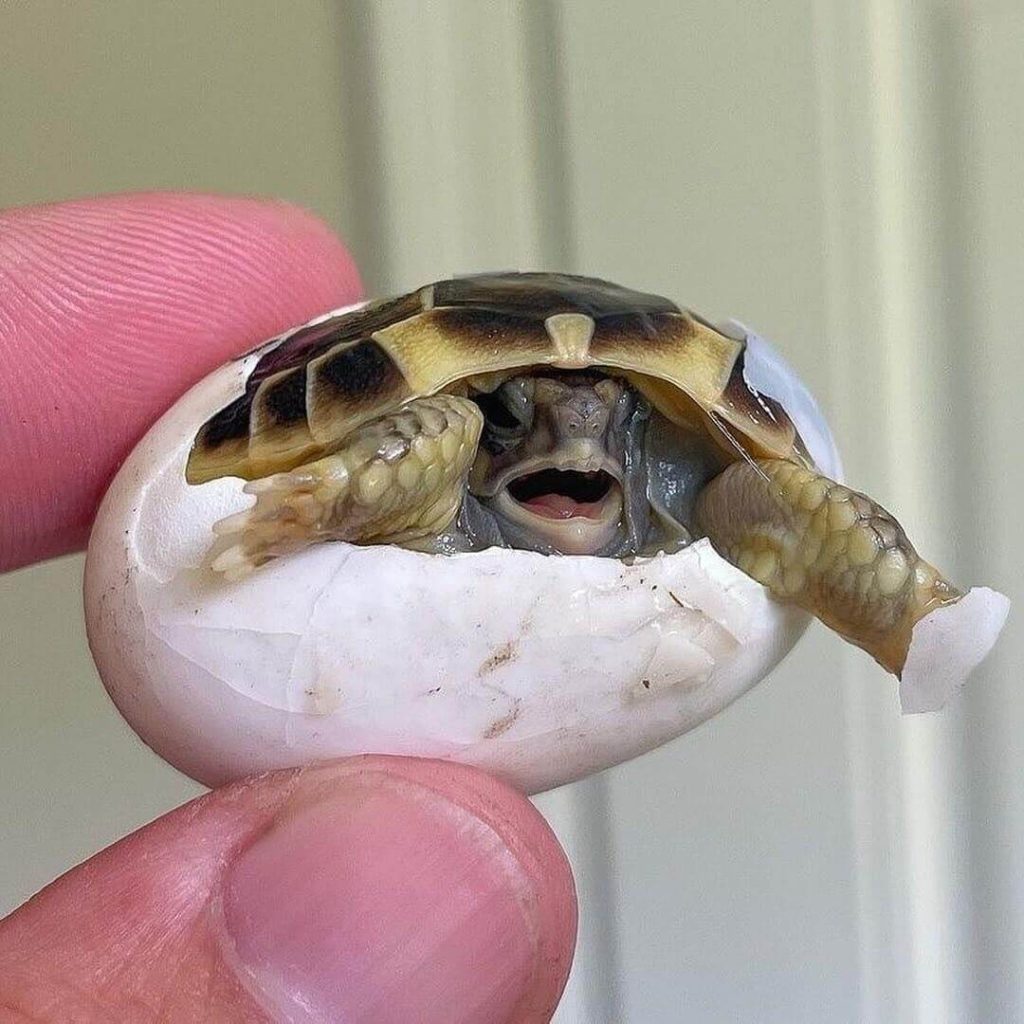 cute turtles 11