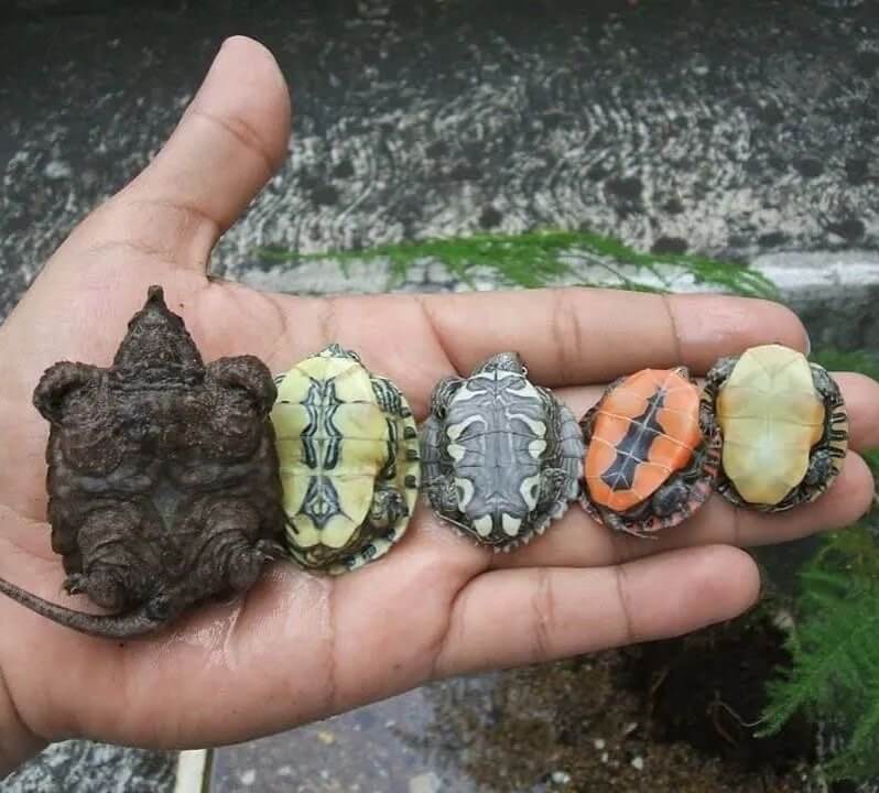 cute turtles 12