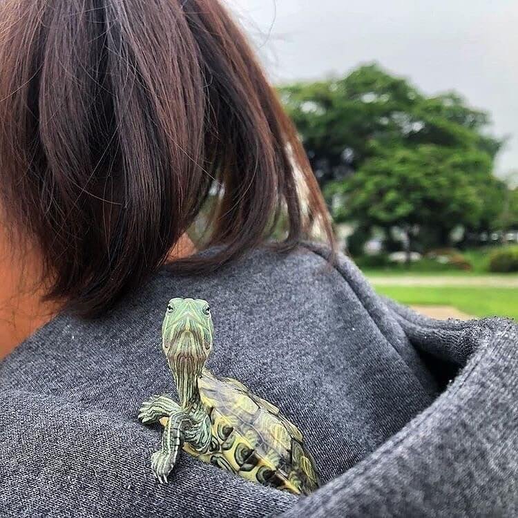 cute turtles 14