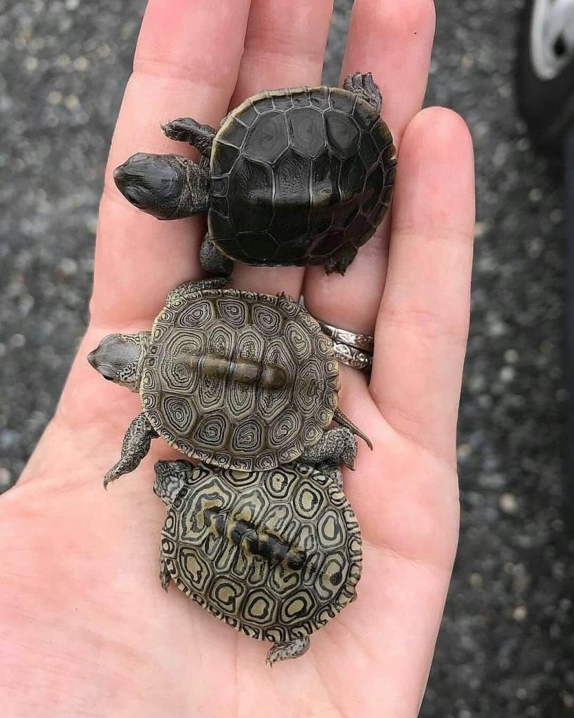 cute turtles 18