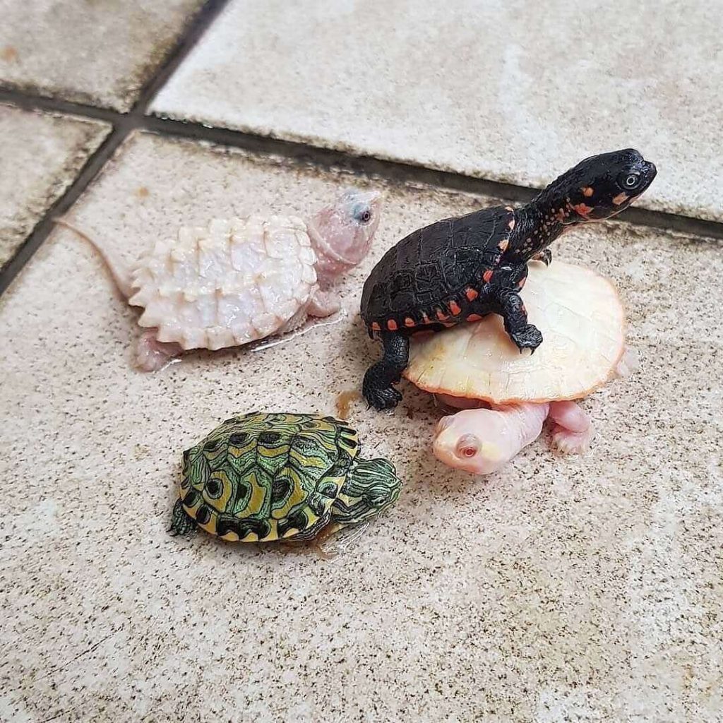 cute turtles 19