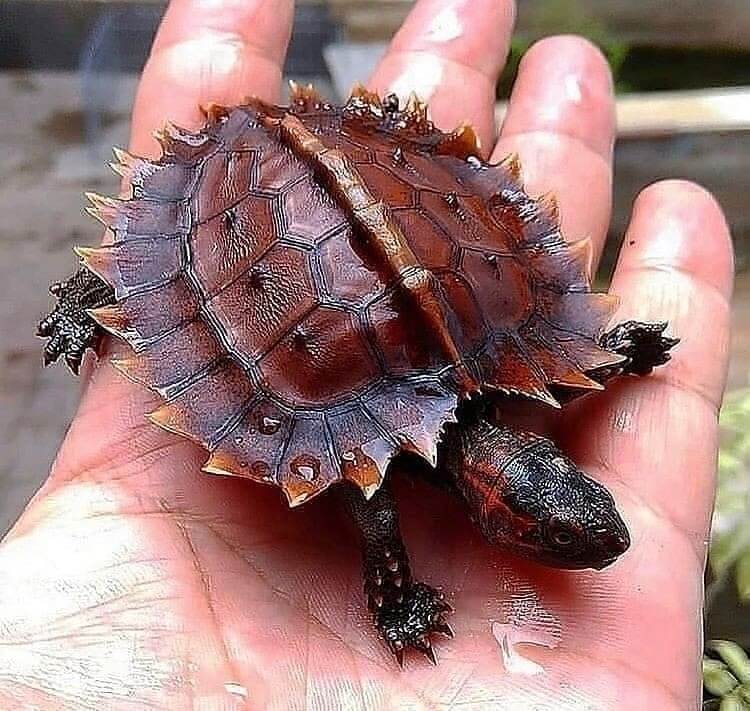 cute turtles 20