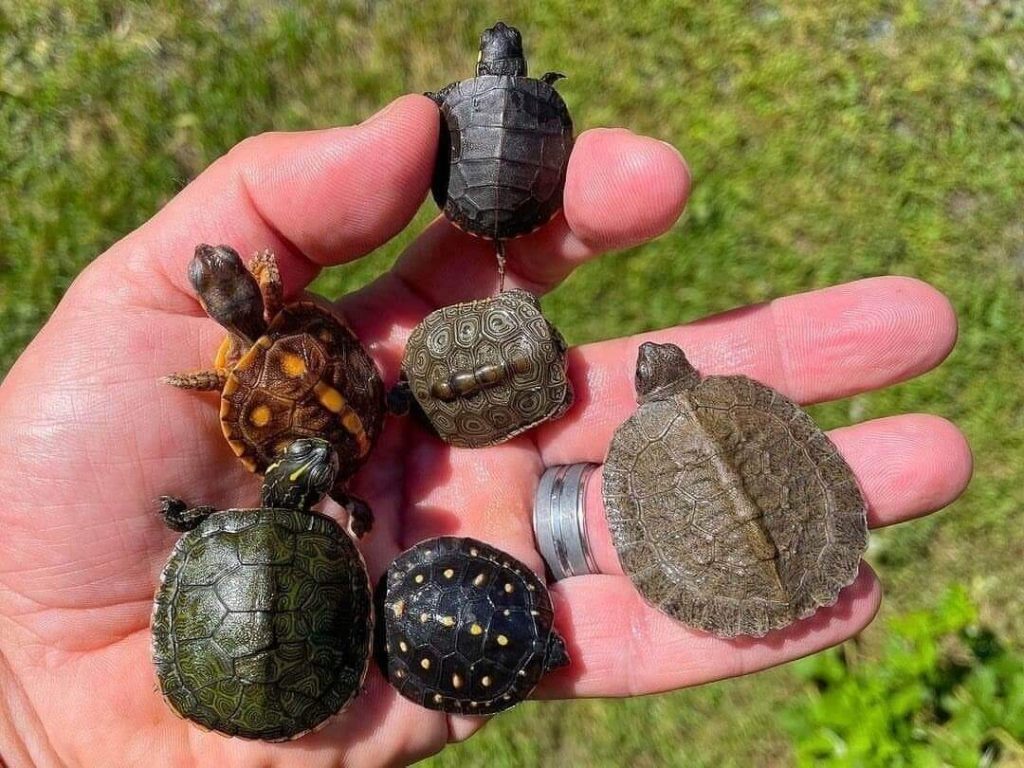 cute turtles 21