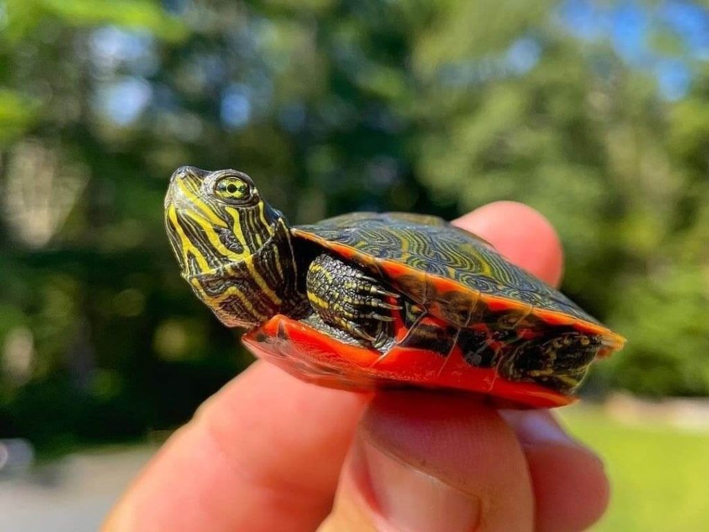 cute turtles 22