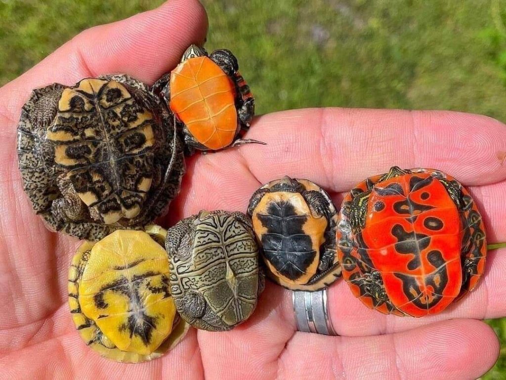 cute turtles 23