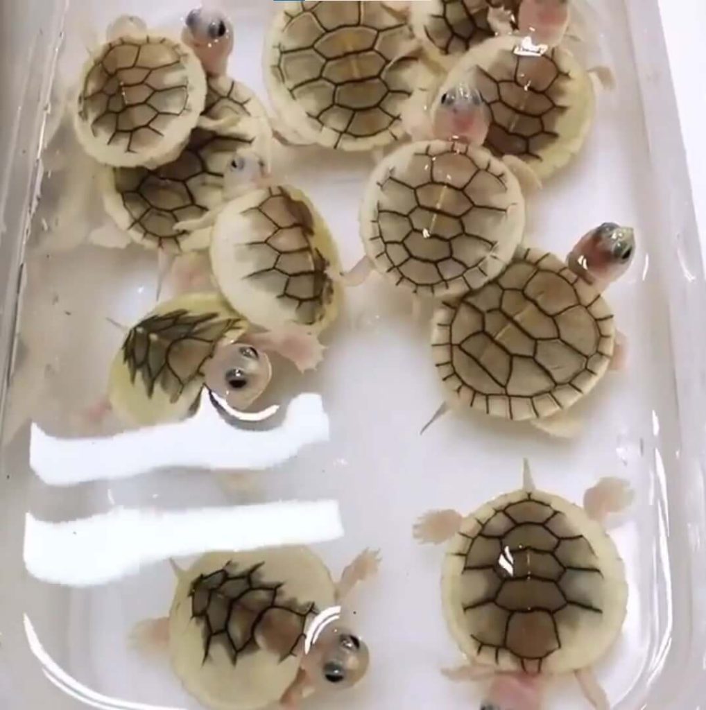 cute turtles 24