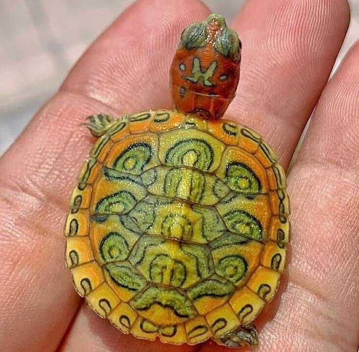 cute turtles 25