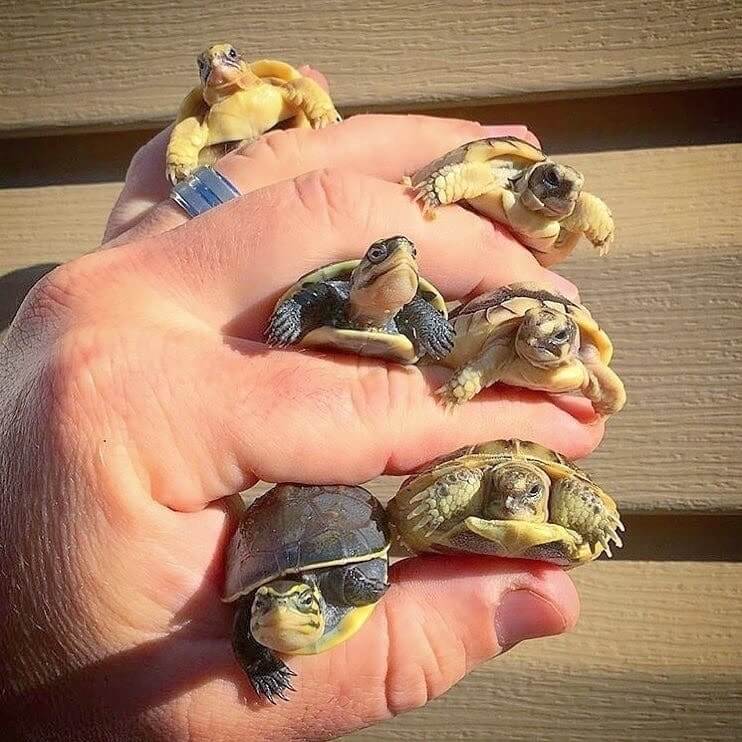 cute turtles 26