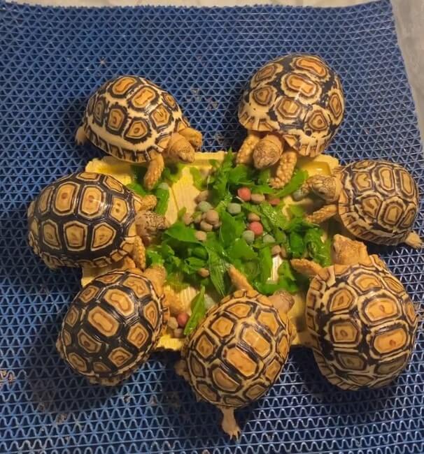 cute turtles 3