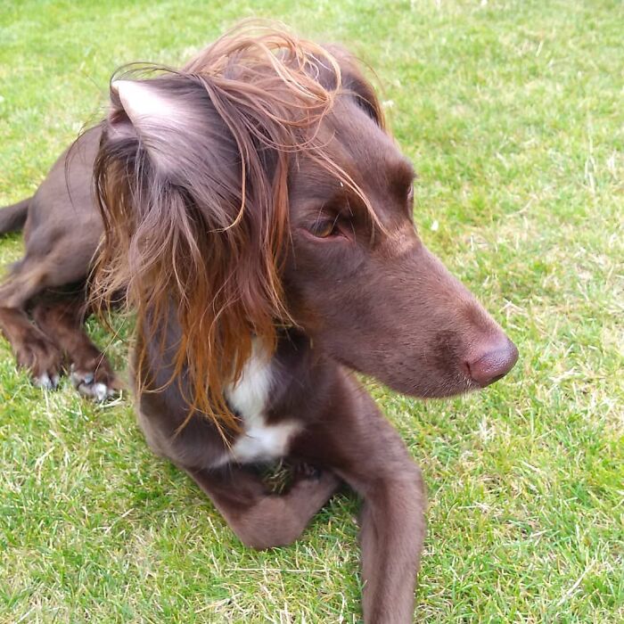 dog mullet