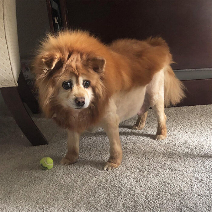 dog mullet