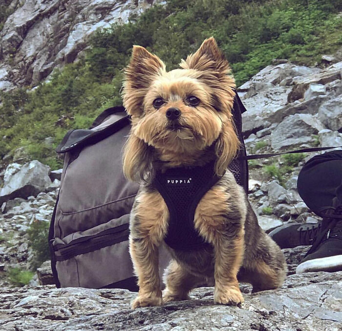 dog mullet