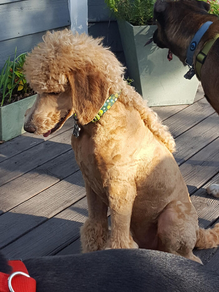 dog mullet