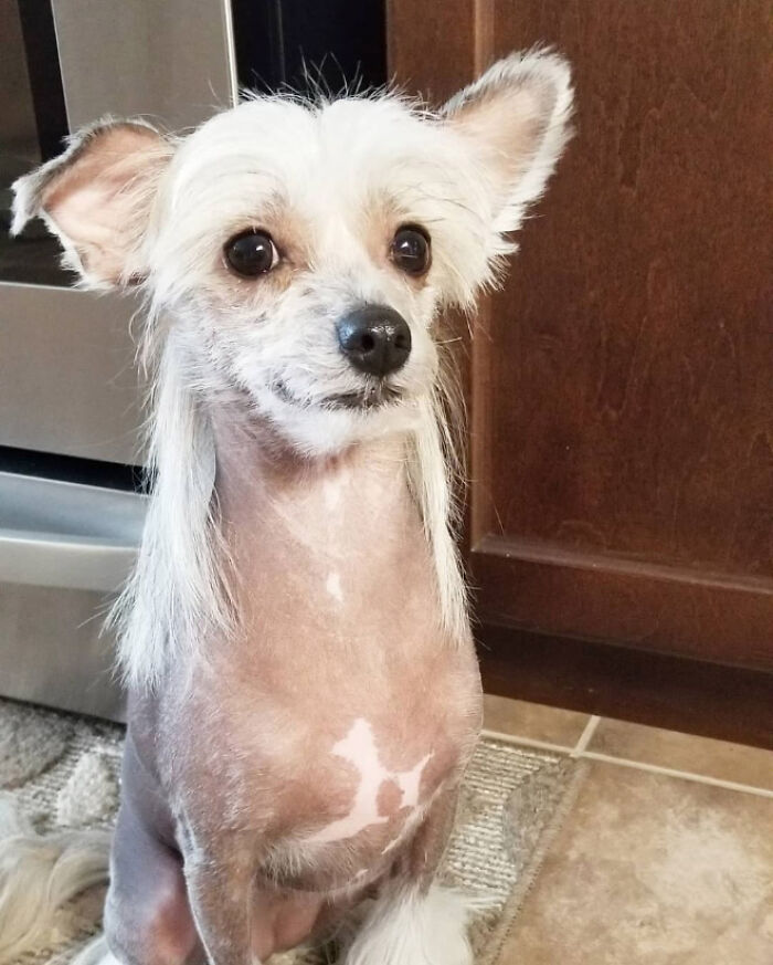 dog mullet