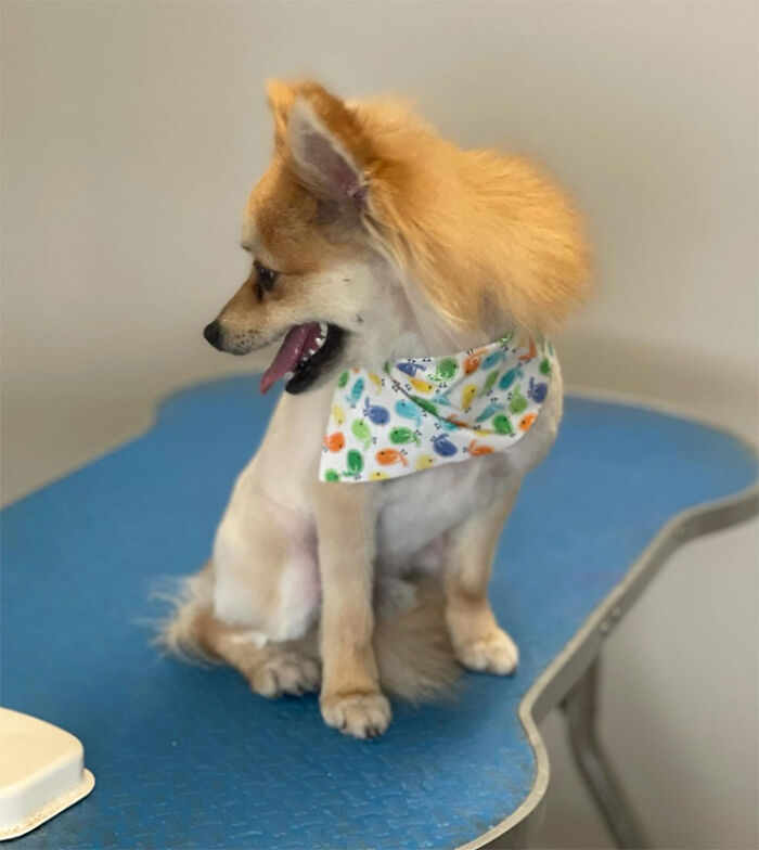 dog mullet