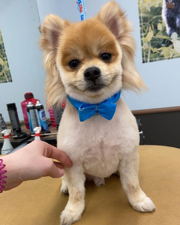 dog mullet