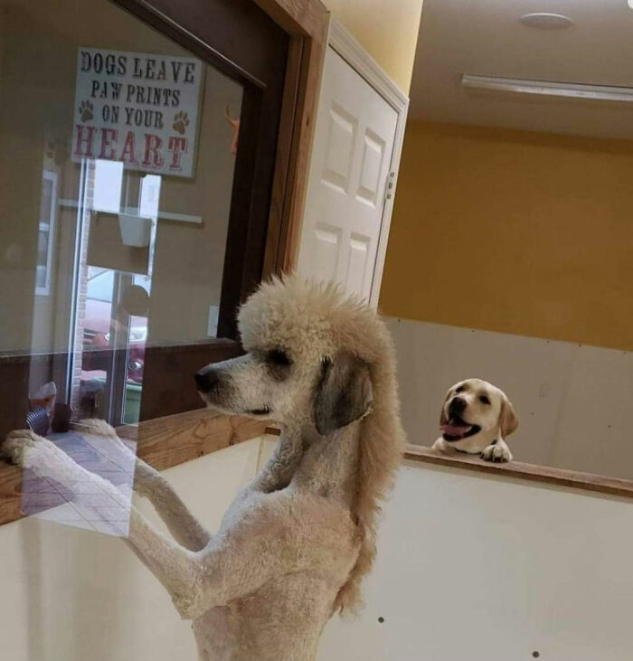 dog mullet