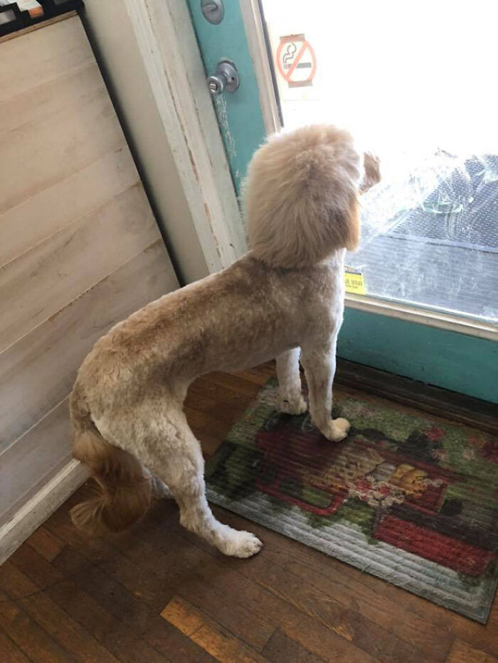 dog mullet