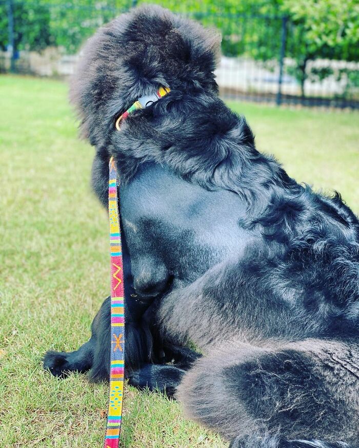 dog mullet