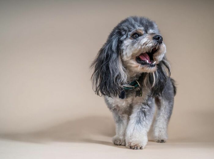 dog mullet