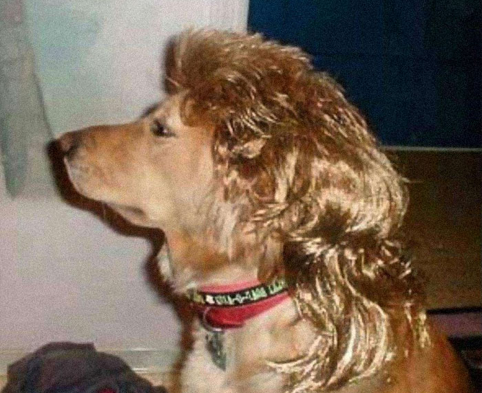 dog mullet