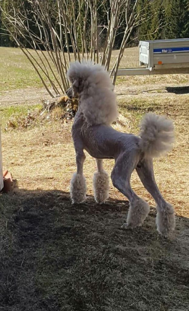 dog mullet