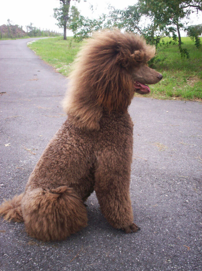 dog mullet