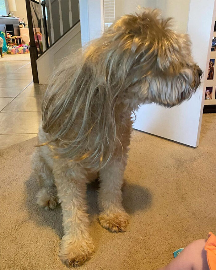 dog mullet