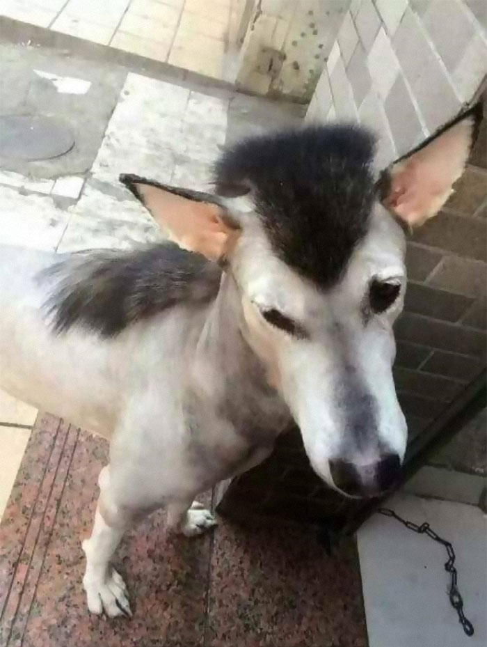 dog mullet