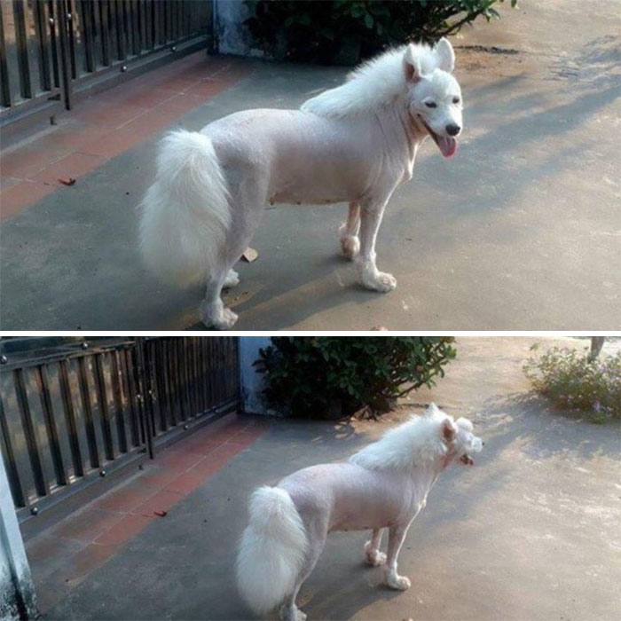 dog mullet