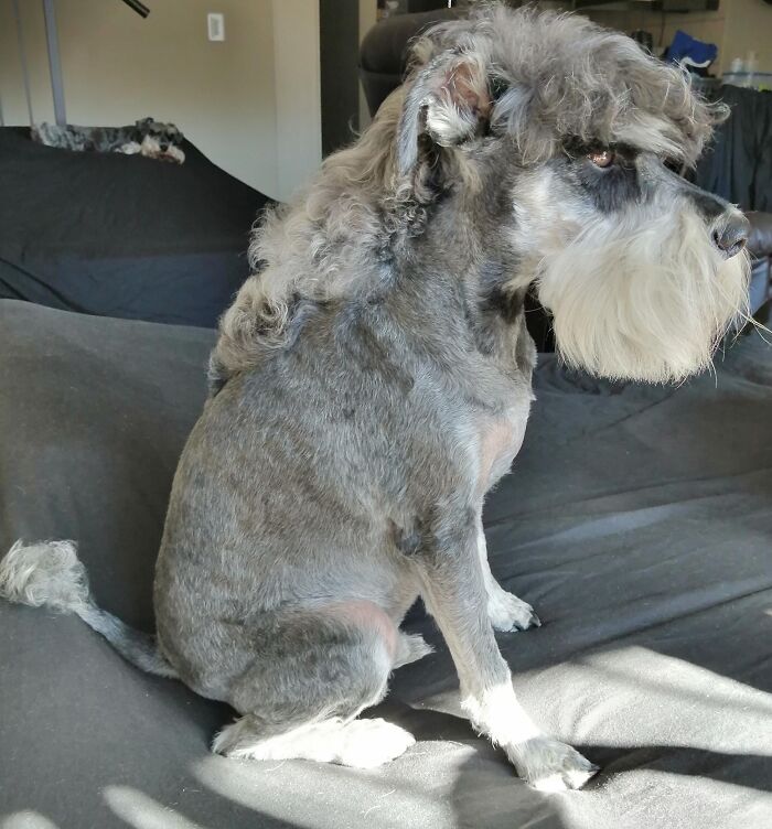 dog mullet