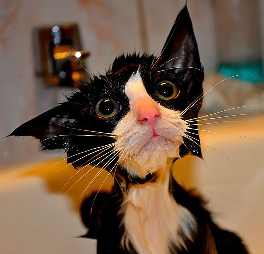 funny wet cat