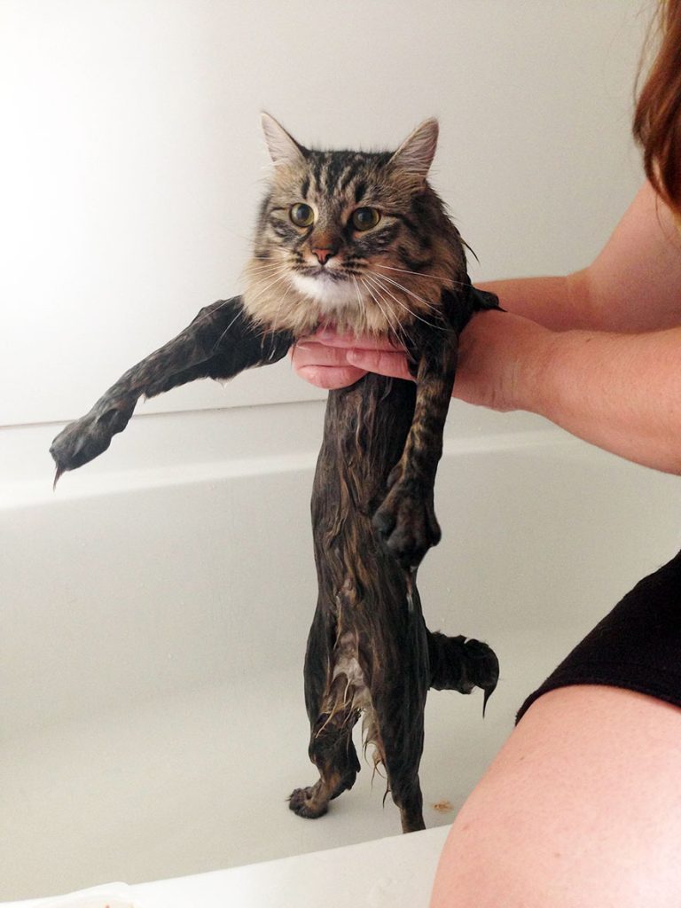 funny wet cat