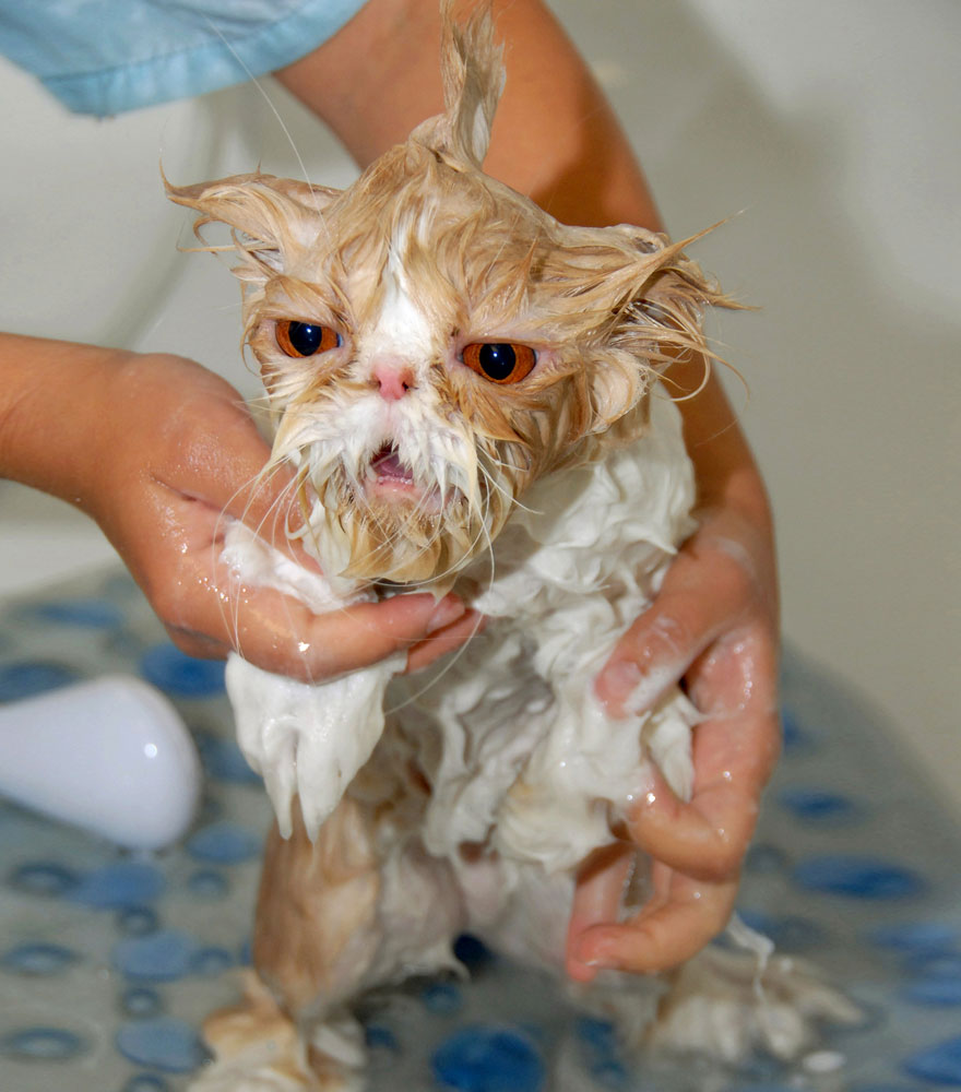 funny wet cat