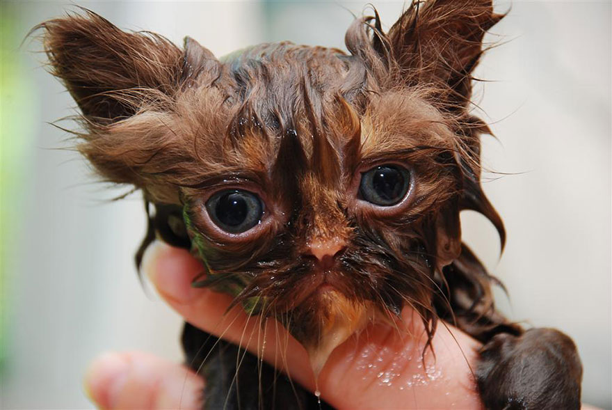 funny wet cat